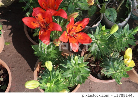 Aesthetic Lily flower plant on pot in farm 137891443