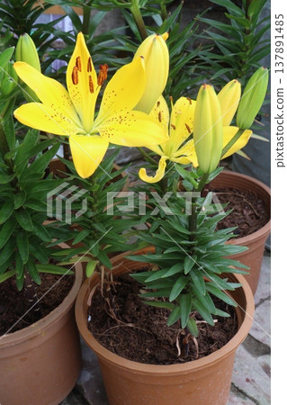 Aesthetic Lily flower plant on pot in farm 137891485