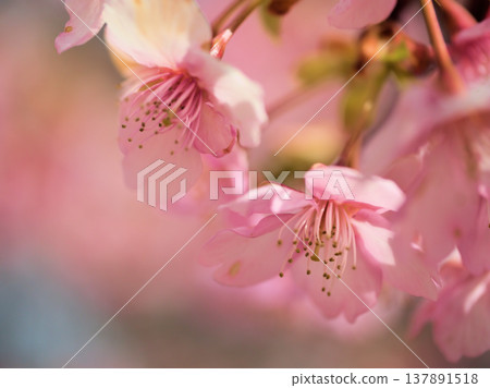 The Kawazu cherry blossoms, with their deep pink blossoms, bloomed beautifully in March, despite the sunny weather and chilly temperatures. The Kawazu cherry blossoms, with their deep pink blossoms, bloomed beautifully in March, despite the sunny weather and chilly temperatures. 137891518