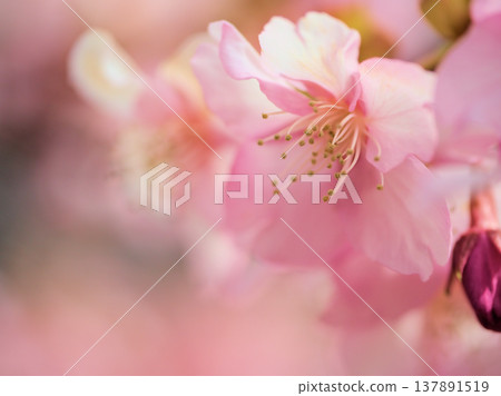 The Kawazu cherry blossoms, with their deep pink blossoms, bloomed beautifully in March, despite the sunny weather and chilly temperatures. The Kawazu cherry blossoms, with their deep pink blossoms, bloomed beautifully in March, despite the sunny weather and chilly temperatures. 137891519