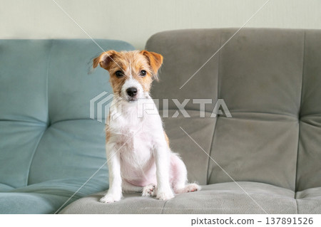 Jack russell terrier puppy sitting on gray sofa in the room. Cute dog looking at camera. Jack russell terrier puppy sitting on gray sofa in the room. Cute dog looking at camera. 137891526