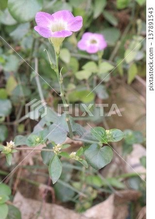 Asystasia gangetica flower plant on pot Asystasia gangetica flower plant on pot 137891543