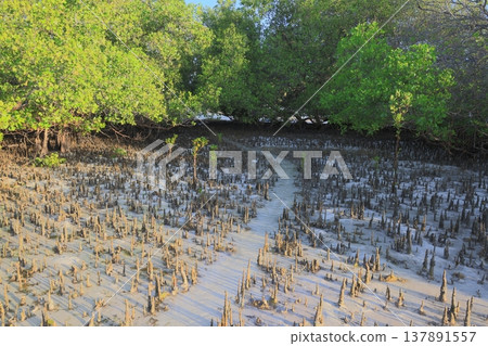 Mangrove tree branches in the forest 137891557