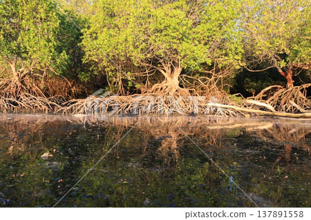Mangrove tree branches in the forest 137891558
