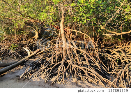 Mangrove tree branches in the forest 137891559