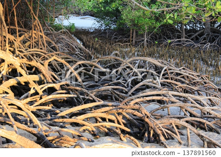 Mangrove tree branches in the forest 137891560