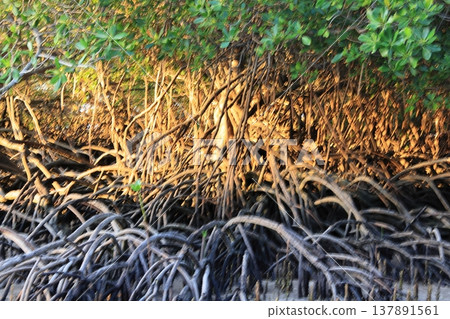 Mangrove tree branches in the forest 137891561