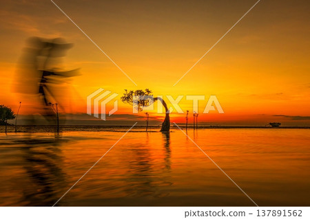 Beautiful tropical beach sea and ocean with mangrove tree on blue sky and white cloud 137891562