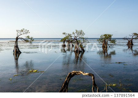 Beautiful tropical beach sea and ocean with mangrove tree on blue sky and white cloud 137891564