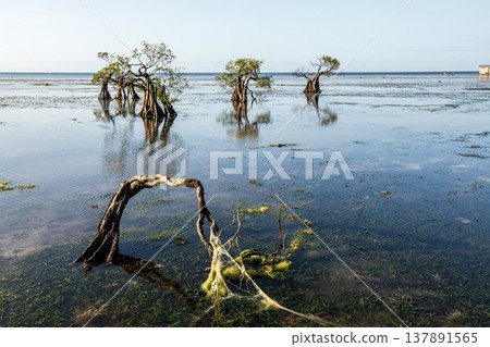 Beautiful tropical beach sea and ocean with mangrove tree on blue sky and white cloud 137891565