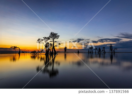 sunset over  the sea and mangrove tree 137891566