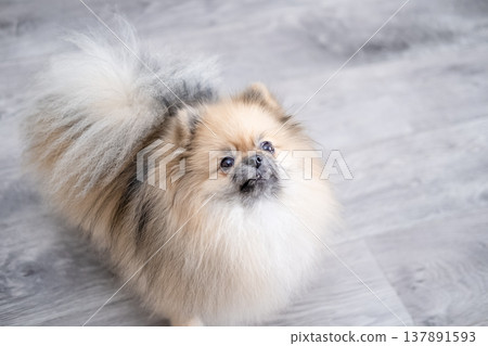Small Pameranian sitting on the floor 137891593