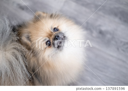 Small Pameranian sitting on the floor Small Pameranian sitting on the floor 137891596