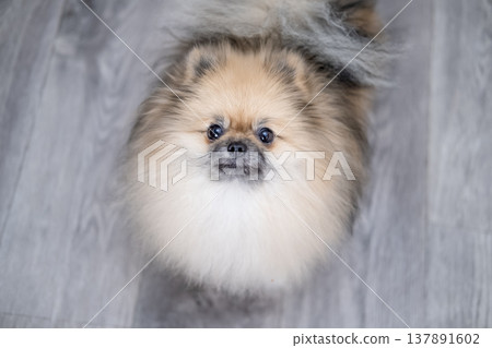 Small Pameranian sitting on the floor 137891602
