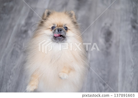 Small Pameranian sitting on the floor Small Pameranian sitting on the floor 137891603