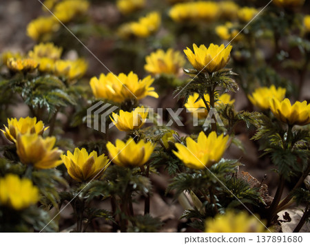 The lovely yellow Adonis amurensis flowers began to bloom in sunny March. The lovely yellow Adonis amurensis flowers began to bloom in sunny March. 137891680
