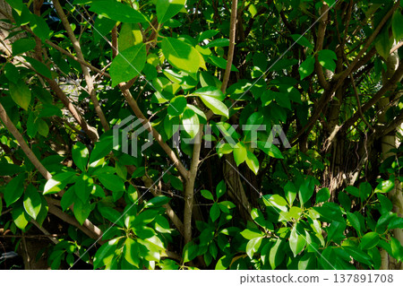 常綠闊葉喬木，榕樹（桑科）葉片 137891708