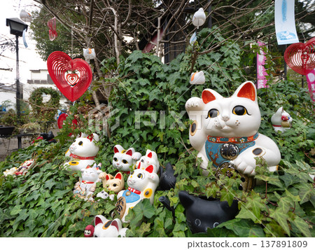 今戶神社內展示的招財貓 今戶神社內展示的招財貓 137891809