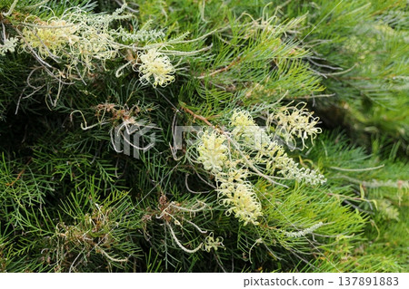 Grevillea flowers found in Australia Grevillea flowers found in Australia 137891883