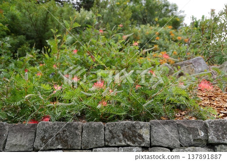Grevillea flowers found in Australia Grevillea flowers found in Australia 137891887