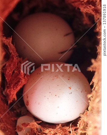 House Gecko Eggs in Nest Material 137891918