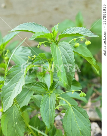 Lush green Acalypha indica plant with broad leaves and small immature fruits 137891919