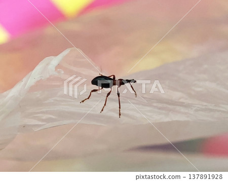 Small weevil insect on white plastic with blurred colorful background Small weevil insect on white plastic with blurred colorful background 137891928