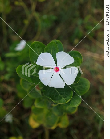 Vibrant white bright eyes flower with pink center surrounded by green leaves 137891931