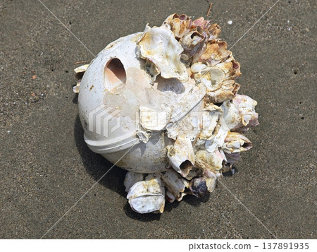 Plastic marine debris encrusted with barnacles found on sandy beach 137891935