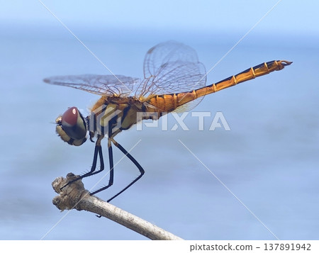 Macro close-up of a colorful dragonfly on a dry twig Macro close-up of a colorful dragonfly on a dry twig 137891942