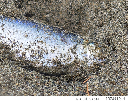 Dead small fish carcass washed up on sandy beach closeup Dead small fish carcass washed up on sandy beach closeup 137891944