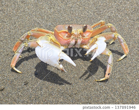 Close up of colorful ghost crab standing on wet beach sand 137891946