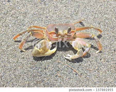Ghost Crab on Sandy Beach in Natural Outdoor Environment 137891955