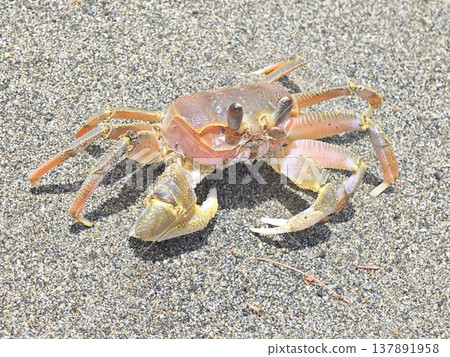 Close up of colorful ghost crab resting on dark grainy beach 137891958