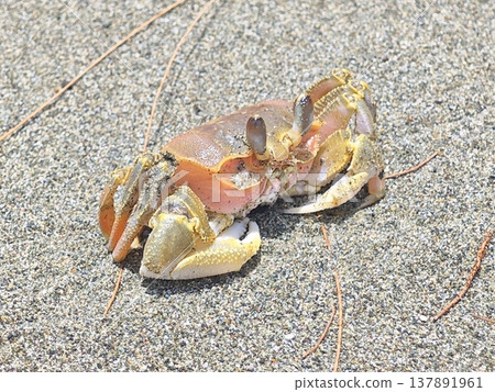 Small colorful ghost crab crawling on sunlit coarse beach sand surface 137891961