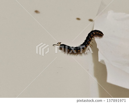 Striped Millipede Crawling on White Wall Surface with Textured Paper Striped Millipede Crawling on White Wall Surface with Textured Paper 137891971