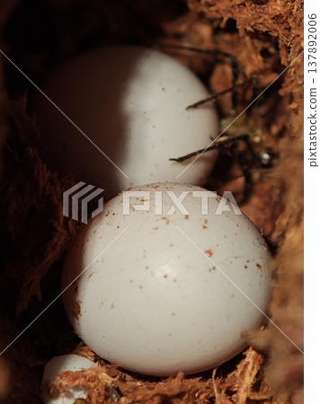 House Gecko Eggs in Natural Setting House Gecko Eggs in Natural Setting 137892006