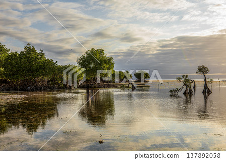Sunset on the sea and Mangrove tree 137892058