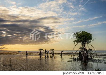sunset on the sea and Mangrovr tree 137892059