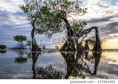 sunset on the sea and Mangrovr tree 137892060