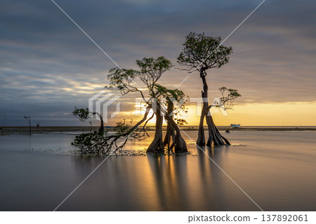 sunset on the sea and mangrove tree 137892061
