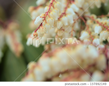 美麗的白色日本杜鵑(Pieris japonica)在寒冷的3月開始綻放。 美麗的白色日本杜鵑(Pieris japonica)在寒冷的3月開始綻放。 137892149
