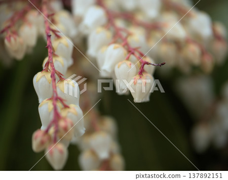 美麗的白色日本杜鵑(Pieris japonica)在寒冷的3月開始綻放。 美麗的白色日本杜鵑(Pieris japonica)在寒冷的3月開始綻放。 137892151