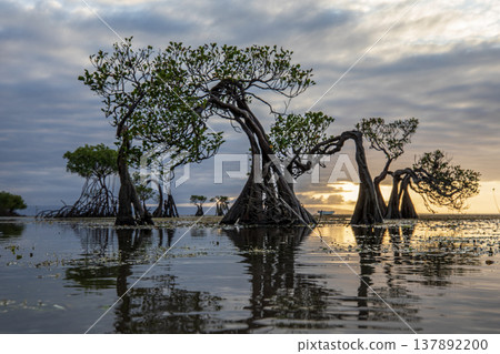 sunset on the sea and Mangrovr tree 137892200