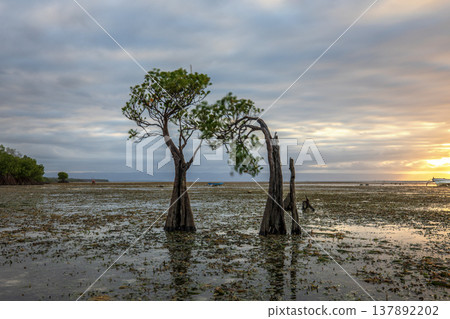 sunset on the sea and Mangrovr tree 137892202
