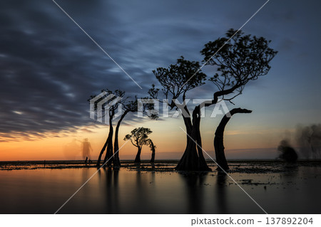 sunset on the sea and Mangrovr tree 137892204