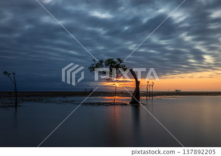 sunset on the sea and Mangrovr tree 137892205