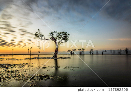 sunset on the sea and Mangrovr tree 137892206