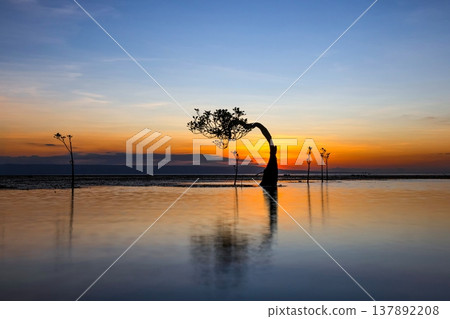 sunset on the sea and Mangrovr tree 137892208