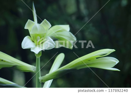 Uba lily Uba lily 137892240